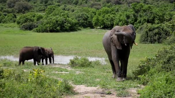 Elefantenmännchen Mit Einem Kalb Busch Chobe Botswana Zeitlupe Wilde Safari — Stockvideo