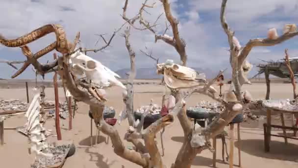 Een Boom Opgehangen Met Dierenschedels Botten Namibië Cinematografische Beelden — Stockvideo