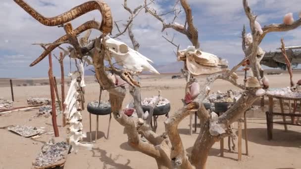 Een Boom Opgehangen Met Dierenschedels Botten Namibië Cinematografische Beelden — Stockvideo
