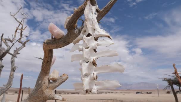 ナミビアの動物の頭蓋骨と骨で吊るされた木 4Kシネマティック映像 — ストック動画