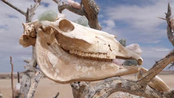 Arbre Accroché Des Crânes Des Animaux Namibie Images Cinématographiques — Video