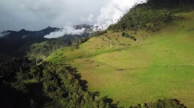 Kolombiya, Cocora Vadisi 'ndeki balmumu palmiye ağaçlarının insansız hava aracı görüntüleri. Valle de Cocora, Quindio 'daki Wax Palm Trees' in insansız hava aracı çekimi. Salento yakınlarındaki Los Nevados Ulusal Doğal Parkı. Latin Amerika 4k görüntüleri