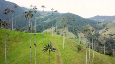 Kolombiya, Cocora Vadisi 'ndeki balmumu palmiye ağaçlarının insansız hava aracı görüntüleri. Valle de Cocora, Quindio 'daki Wax Palm Trees' in insansız hava aracı çekimi. Salento yakınlarındaki Los Nevados Ulusal Doğal Parkı. Latin Amerika 4k görüntüleri