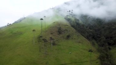 Kolombiya 'nın Cocora Vadisi' ndeki sisli palmiye ağaçlarının insansız hava aracı görüntüleri. Valle de Cocora, Quindio, Los Nevados Salento yakınlarındaki Wax Palm Trees 'in insansız hava aracı çekimi. Sisli balmumunda uçarken