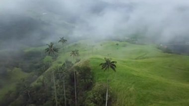 Kolombiya 'nın Cocora Vadisi' ndeki sisli palmiye ağaçlarının insansız hava aracı görüntüleri. Valle de Cocora, Quindio, Los Nevados Salento yakınlarındaki Wax Palm Trees 'in insansız hava aracı çekimi. Sisli balmumunda uçarken