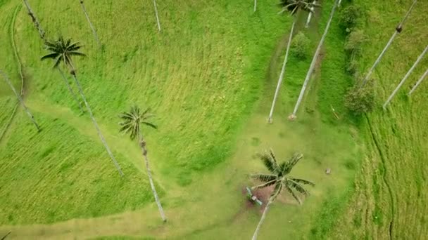 Imágenes Aéreas Drones Palmeras Cera Valle Del Cocora Colombia Brote — Vídeos de Stock