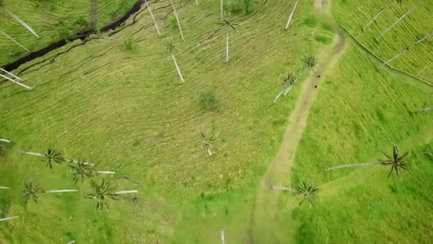 Letecký Záznam Voskových Palem Cocora Valley Kolumbii Natáčení Voskových Palem — Stock video