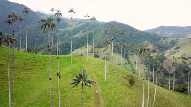 Rekaman Drone Udara Pohon Palem Lilin Cocora Valley Kolombia Pengambilan — Stok Video