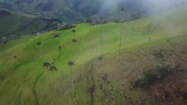 Rekaman Drone Udara Dari Pohon Palem Lilin Berkabut Cocora Valley — Stok Video
