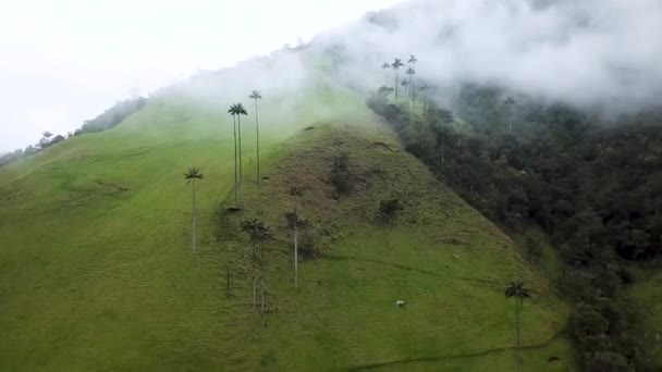 Légi Felvétel Ködös Viaszpálmafákról Cocora Valley Ben Kolumbiában Viaszpálma Fotózás — Stock videók