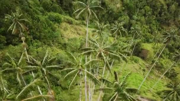 Légi Felvétel Viaszpálmafákról Cocora Valley Ben Kolumbiában Viaszpálma Fotózás Valle — Stock videók