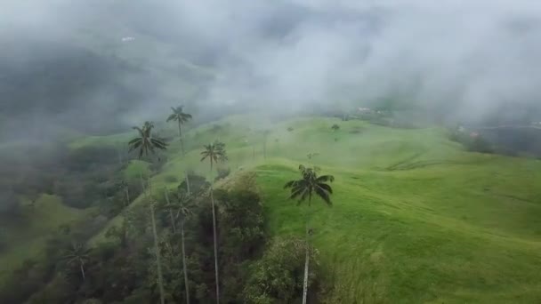 Nagranie Dronów Mglistych Palm Woskowych Cocora Valley Kolumbii Drone Shoot — Wideo stockowe