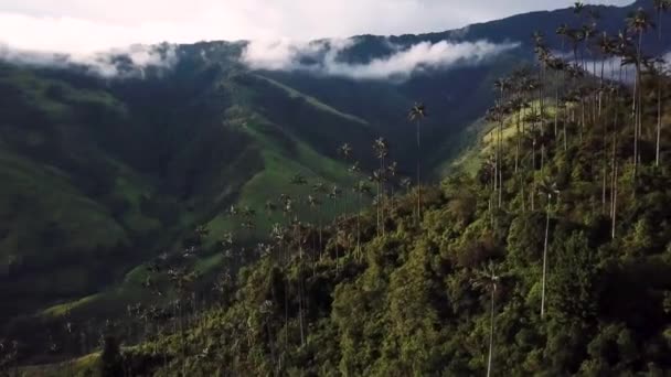 Flygbilder Vaxpalmer Cocora Valley Colombia Drone Fotografering Vax Palmer Valle — Stockvideo