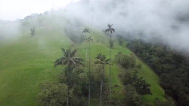 Kolombiya 'nın Cocora Vadisi' ndeki sisli palmiye ağaçlarının insansız hava aracı görüntüleri. Valle de Cocora, Quindio, Los Nevados Salento yakınlarındaki Wax Palm Trees 'in insansız hava aracı çekimi. Sisli balmumunda uçarken