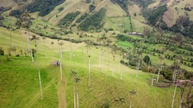 Kolombiya, Cocora Vadisi 'ndeki balmumu palmiye ağaçlarının insansız hava aracı görüntüleri. Valle de Cocora, Quindio 'daki Wax Palm Trees' in insansız hava aracı çekimi. Salento yakınlarındaki Los Nevados Ulusal Doğal Parkı. Latin Amerika 4k görüntüleri