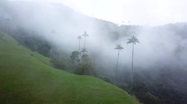 Kolombiya 'nın Cocora Vadisi' ndeki sisli palmiye ağaçlarının insansız hava aracı görüntüleri. Valle de Cocora, Quindio, Los Nevados Salento yakınlarındaki Wax Palm Trees 'in insansız hava aracı çekimi. Sisli balmumunda uçarken