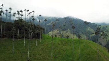 Kolombiya, Cocora Vadisi 'ndeki balmumu palmiye ağaçlarının insansız hava aracı görüntüleri. Valle de Cocora, Quindio, Los Nevados Salento yakınlarındaki Wax Palm Trees 'in insansız hava aracı çekimi. Balmumu palmiyelerin arasında uçarken.