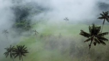 Kolombiya 'nın Cocora Vadisi' ndeki sisli palmiye ağaçlarının insansız hava aracı görüntüleri. Valle de Cocora, Quindio, Los Nevados Salento yakınlarındaki Wax Palm Trees 'in insansız hava aracı çekimi. Sisli balmumunda uçarken