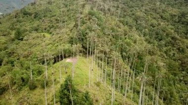 Kolombiya, Cocora Vadisi 'ndeki balmumu palmiye ağaçlarının insansız hava aracı görüntüleri. Valle de Cocora, Quindio 'daki Wax Palm Trees' in insansız hava aracı çekimi. Salento yakınlarındaki Los Nevados Ulusal Doğal Parkı. Latin Amerika 4k görüntüleri