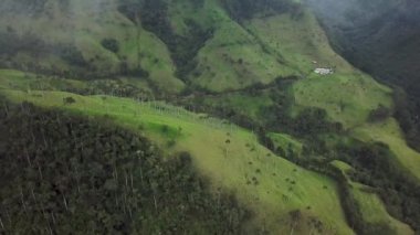 Kolombiya 'nın Cocora Vadisi' ndeki sisli palmiye ağaçlarının insansız hava aracı görüntüleri. Valle de Cocora, Quindio, Los Nevados Salento yakınlarındaki Wax Palm Trees 'in insansız hava aracı çekimi. Sisli balmumunda uçarken
