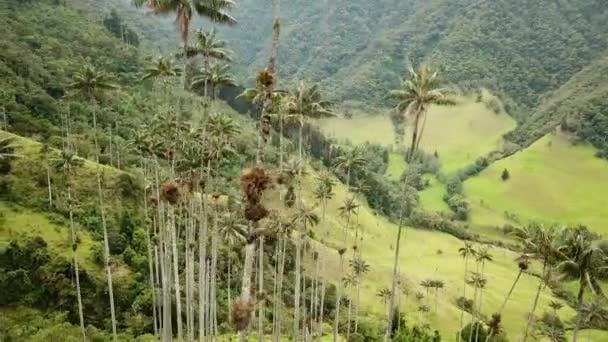 Légi Felvétel Viaszpálmafákról Cocora Valley Ben Kolumbiában Viaszpálma Fotózás Valle — Stock videók