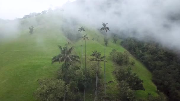 Letecký Záznam Mlhavých Voskových Palem Cocora Valley Kolumbii Natáčení Voskových — Stock video