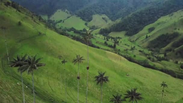 Flygbilder Vaxpalmer Cocora Valley Colombia Drone Fotografering Vax Palmer Valle — Stockvideo