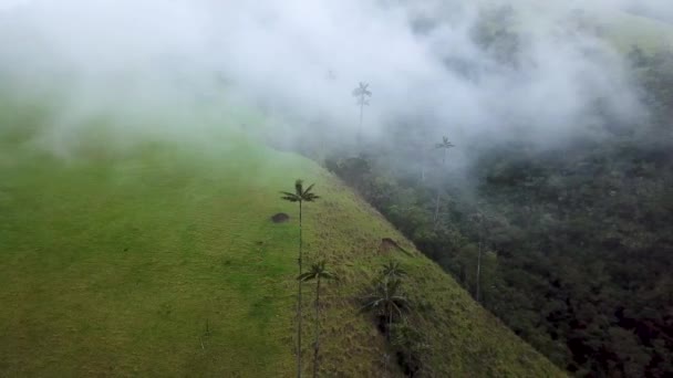 Images Aériennes Drones Palmiers Cire Brumeuse Dans Vallée Cocora Colombie — Video