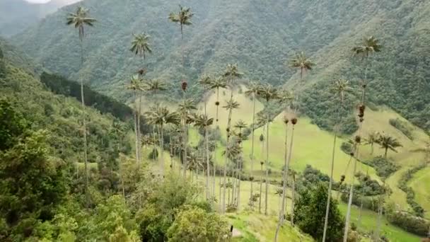 Nagranie Dronów Woskowych Palm Cocora Valley Kolumbii Drone Shoot Wax — Wideo stockowe