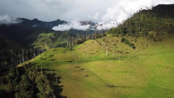 Imágenes Aéreas Drones Palmeras Cera Valle Del Cocora Colombia Brote — Vídeos de Stock