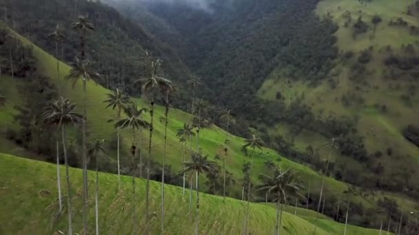 Images Aériennes Drones Palmiers Cire Dans Vallée Cocora Colombie Tournée — Video