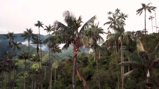 Kolombiya Cocora Vadisi Ndeki Balmumu Palmiye Ağaçlarının Insansız Hava Aracı — Stok video