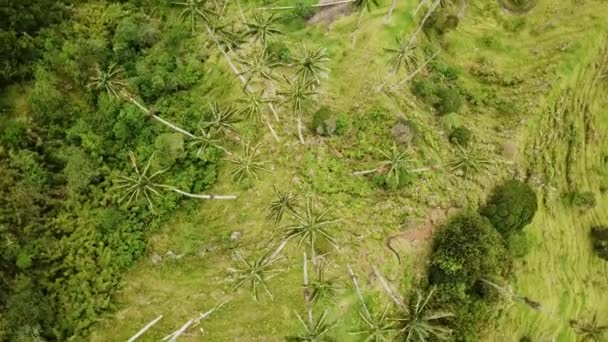 Images Aériennes Drones Palmiers Cire Dans Vallée Cocora Colombie Drone — Video