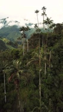 Kolombiya, Cocora Vadisi 'ndeki balmumu palmiye ağaçlarının insansız hava aracı görüntüleri. Valle de Cocora, Quindio, Los Nevados Salento yakınlarındaki Wax Palm Trees 'in insansız hava aracı çekimi. Balmumu palmiyelerin arasında uçarken.