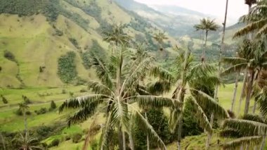 Kolombiya, Cocora Vadisi 'ndeki balmumu palmiye ağaçlarının insansız hava aracı görüntüleri. Valle de Cocora, Quindio, Los Nevados Salento yakınlarındaki Wax Palm Trees 'in insansız hava aracı çekimi. Balmumu palmiyelerin arasında uçarken.