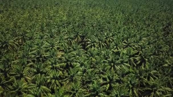 Drohnenaufnahmen Von Palmen Kolumbien Drohnenangriff Auf Palmölfarm — Stockvideo