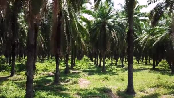 Drohnenaufnahmen Von Palmen Kolumbien Drohnenabschuss Einer Palmölfarm Durch Palmen Fliegen — Stockvideo