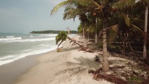 Drohnenaufnahmen Vom Strand Mit Palmen Palomino Guajira Kolumbien Lateinamerika Palme — Stockvideo