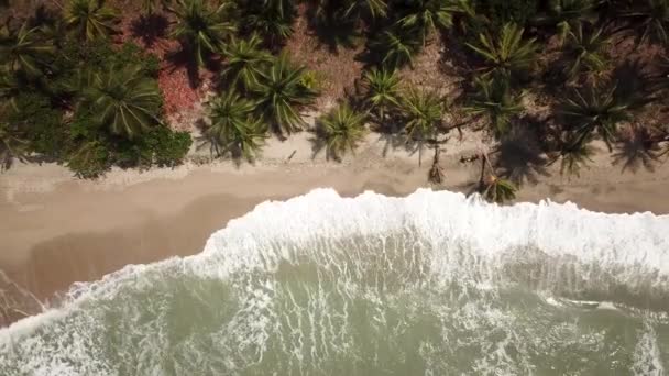 Відеозапис Пляжу Пальмами Паломіно Гуахіра Колумбія Латинська Америка Десамбокадура Ріо — стокове відео