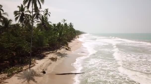 Palomino Guajira Kolombiya Latin Amerika Daki Palmiye Ağaçlı Plajların Insansız — Stok video