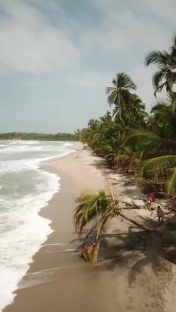 Відеозапис Пляжу Пальмами Паломіно Гуахіра Колумбія Латинська Америка Пальма Висить — стокове відео