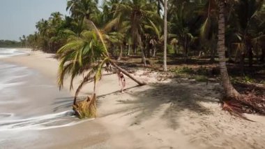 Palomino, La Guajira, Kolombiya, Latin Amerika 'daki palmiye ağaçlı plajların insansız hava aracı görüntüleri. Sahilde asılı duran palmiye ağacı. Desembocadura Rio San Salvador.