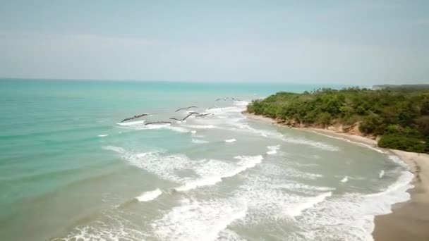 Пляж Пальмами Паломино Гуахира Колумбия Латинская Америка Погоне Летающими Пеликанами — стоковое видео