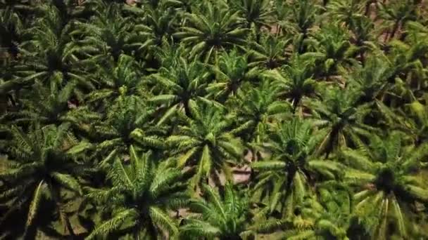Drohnenaufnahmen Von Palmen Kolumbien Drohnenangriff Auf Palmölfarm — Stockvideo