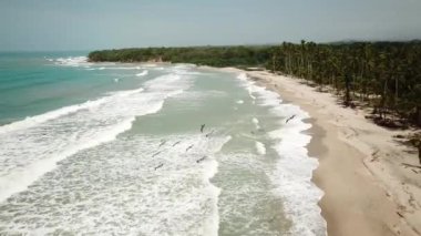 Palomino, La Guajira, Kolombiya, Latin Amerika 'daki palmiye ağaçlı plajların insansız hava aracı görüntüleri. Uçan pelikanları kovalıyorum. Desembocadura Rio San Salvador.