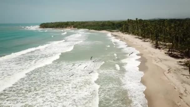 Zdjęcia Dronów Plaży Palmami Palomino Guajira Kolumbii Ameryce Łacińskiej Ściganie — Wideo stockowe