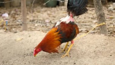 Dövüşen bir horoz bir sonraki dövüşü için hazırlanır, Kolombiya. Gıdaklayan ya da öten horoz bacaklarına tüy yoldu. Kafesteki bir horozun yakın plan çekimi. Yüksek kalite 4k görüntü.