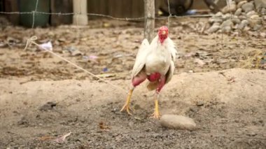Dövüşen bir horoz bir sonraki dövüşü için hazırlanır, Kolombiya. Gıdaklayan ya da öten horoz bacaklarına tüy yoldu. Kafesteki bir horozun yakın plan çekimi. Yüksek kalite 4k görüntü.