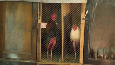 Dövüşen bir horoz bir sonraki dövüşü için hazırlanır, Kolombiya. Gıdaklayan ya da öten horoz bacaklarına tüy yoldu. Kafesteki bir horozun yakın plan çekimi. Yüksek kalite 4k görüntü.