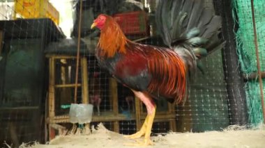 Dövüşen bir horoz bir sonraki dövüşü için hazırlanır, Kolombiya. Gıdaklayan ya da öten horoz bacaklarına tüy yoldu. Kafesteki bir horozun yakın plan çekimi. Yüksek kalite 4k görüntü.